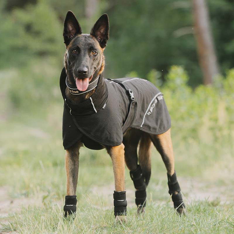 Nättäcke Hund Bay Low Tail Svart