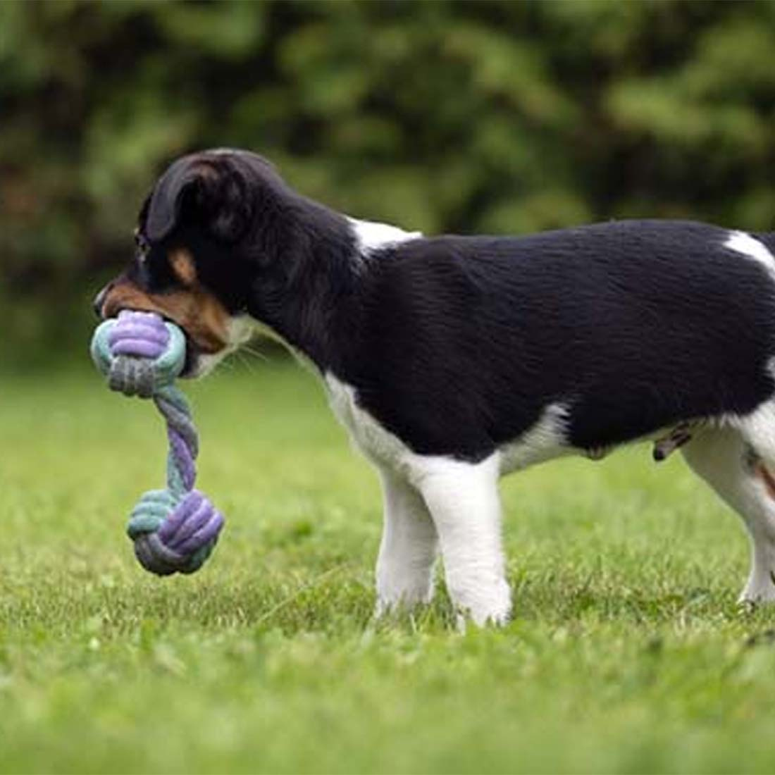 Hundleksak Junior Repapport Grå/Turkos/Lila