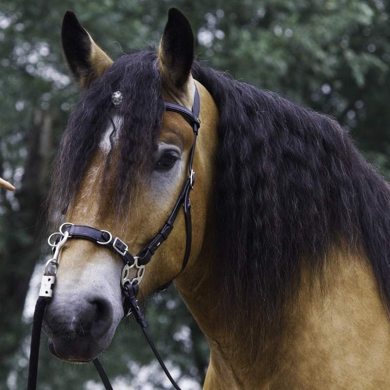Bettlöst Träns Caval Cavemore Svart