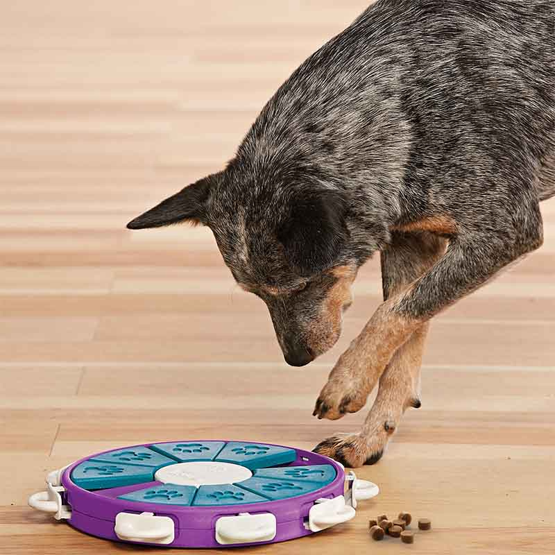 Aktiveringsleksak Dog Twister Nivå 3 Lila/Turkos/Vit