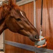 Hästleksak Carrot Ball Grön Hästleksak Carrot Ball Grön