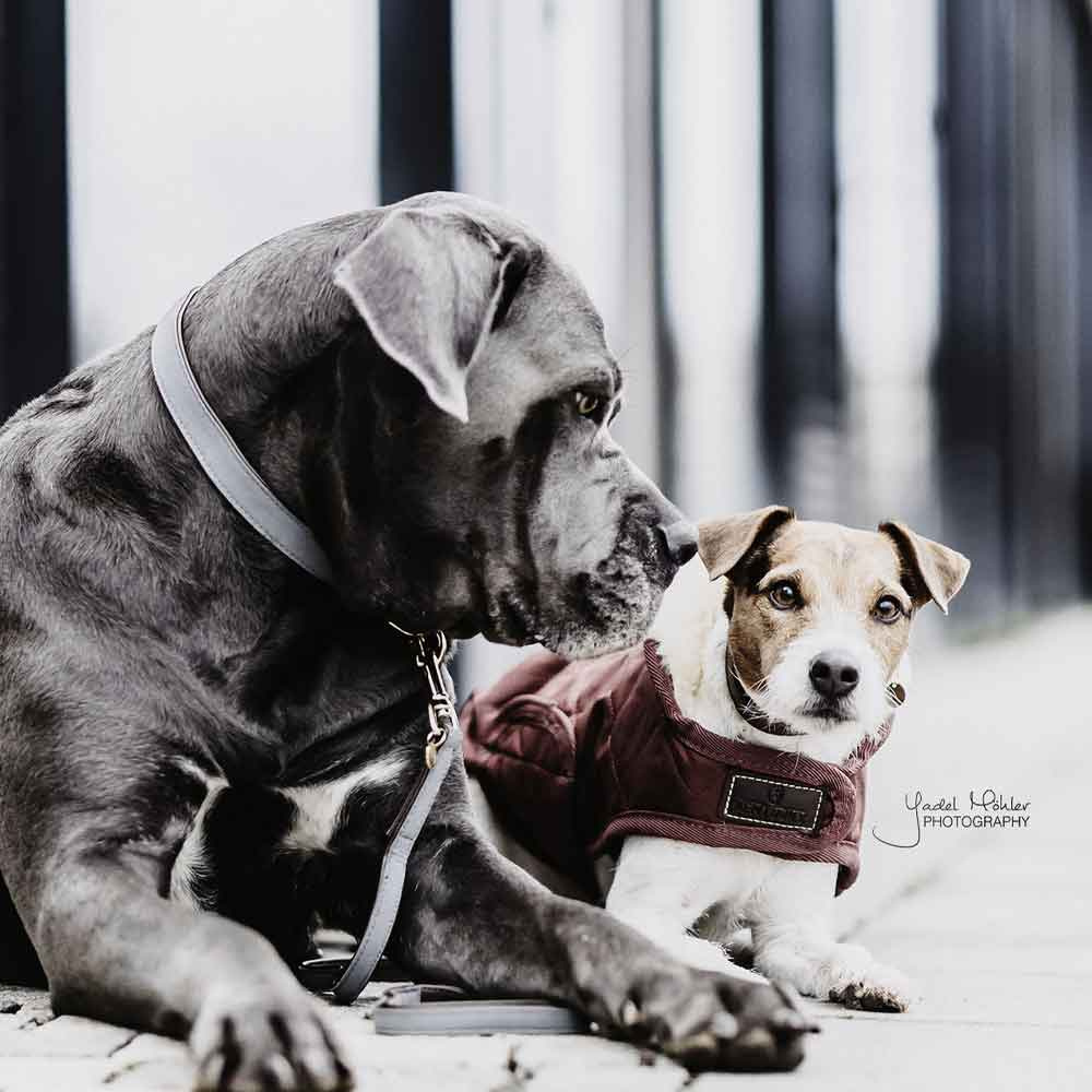 Hundhalsband Loop Grå