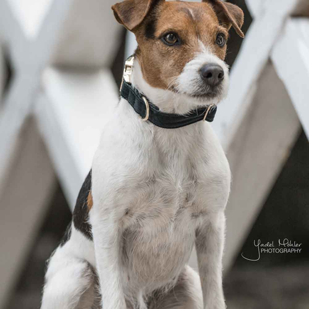 Hundhalsband Corduroy Grön