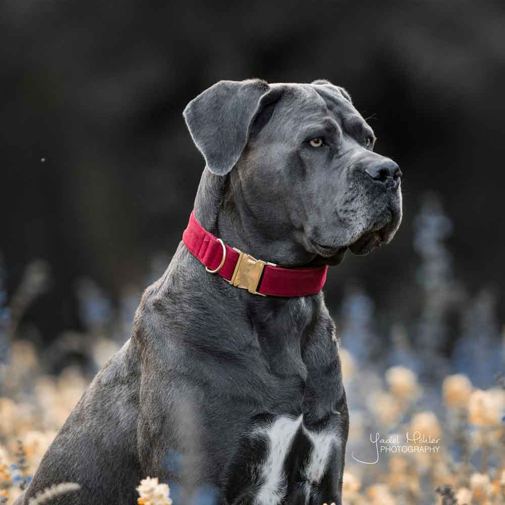 Hundhalsband Corduroy Röd