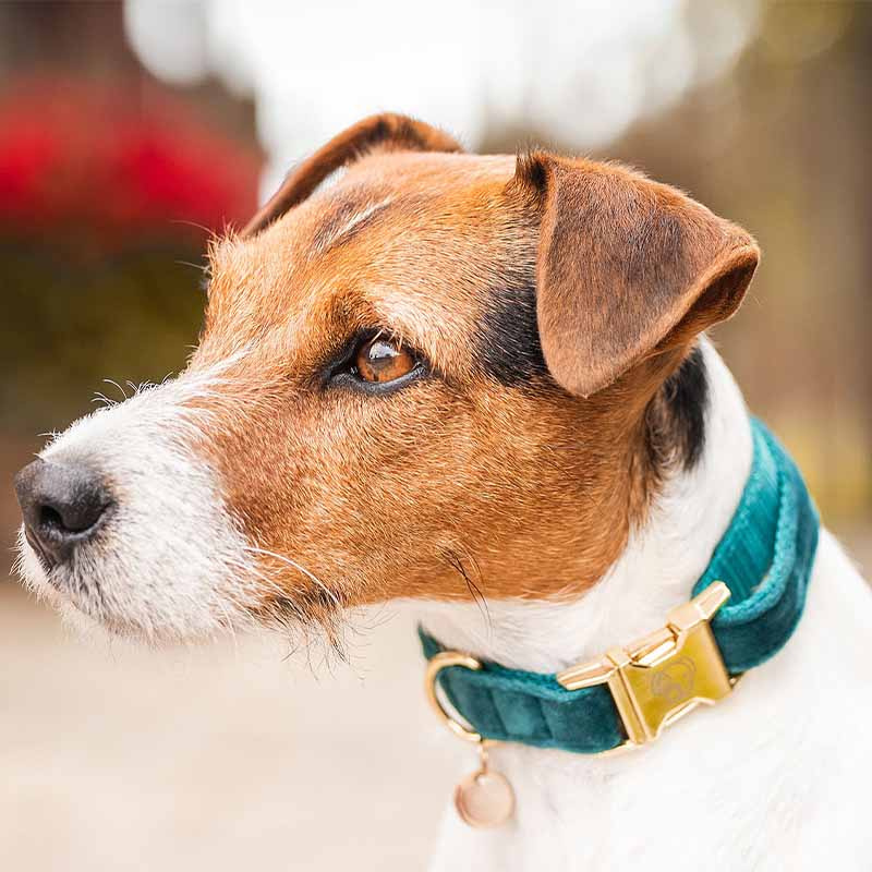 Hundhalsband Velvet Smaragdgrön