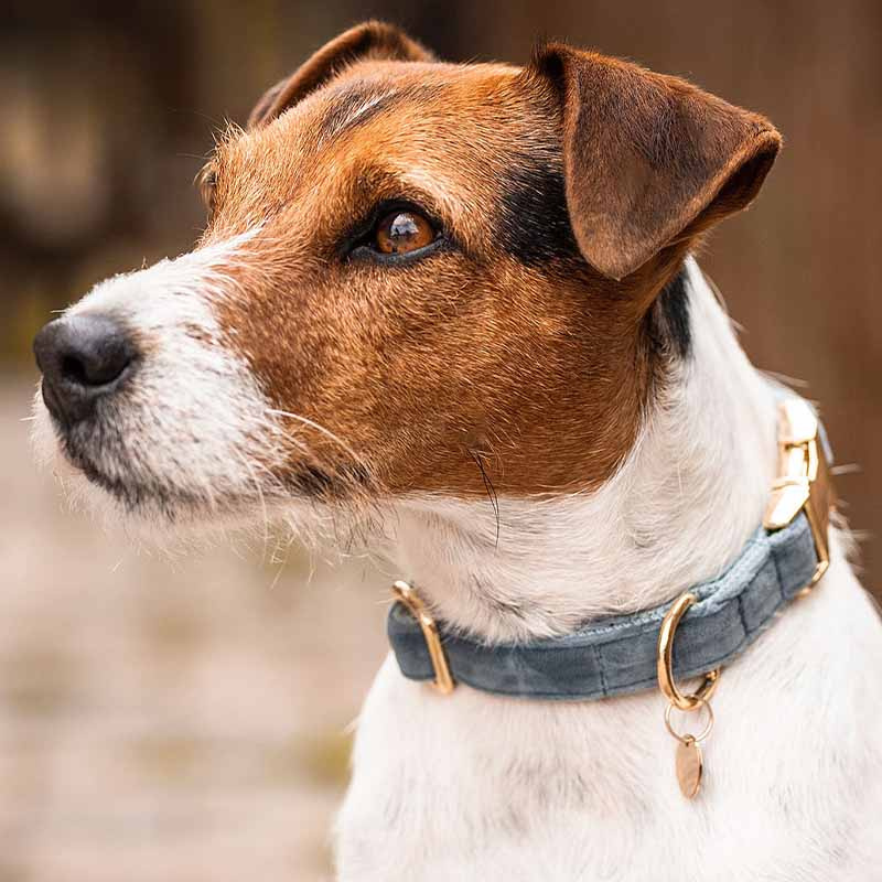 Hundhalsband Velvet Ljusblå