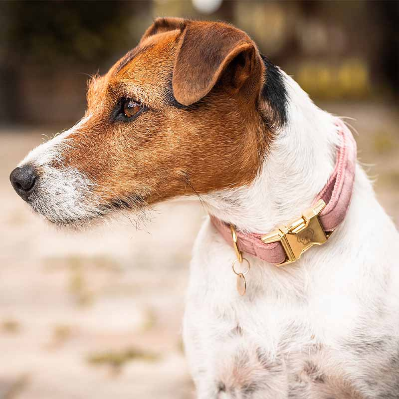 Hundhalsband Velvet Gammelrosa