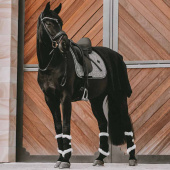 Dressyrschabrak Pied-de-Poule Svart Dressyrschabrak Pied-de-Poule Svart