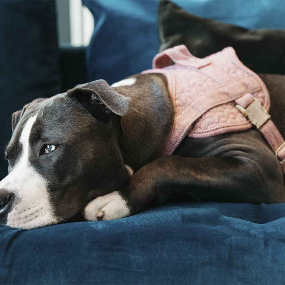 Hundsele Wool Rosa