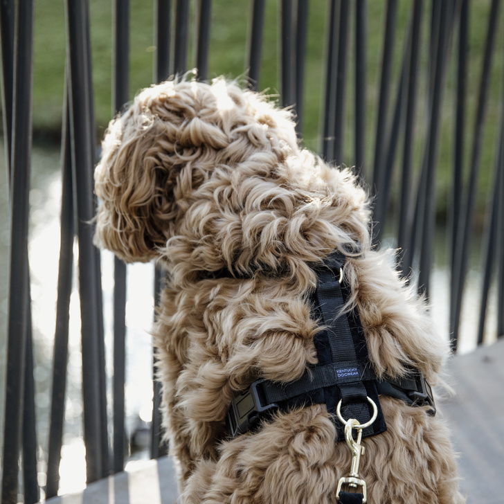 Hundsele Active Velvet Svart