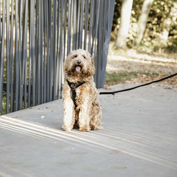 Hundsele Active Velvet Svart