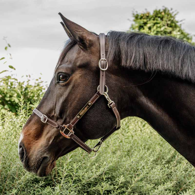 Lädergrimma Artificial Anatomic Flexible Brun