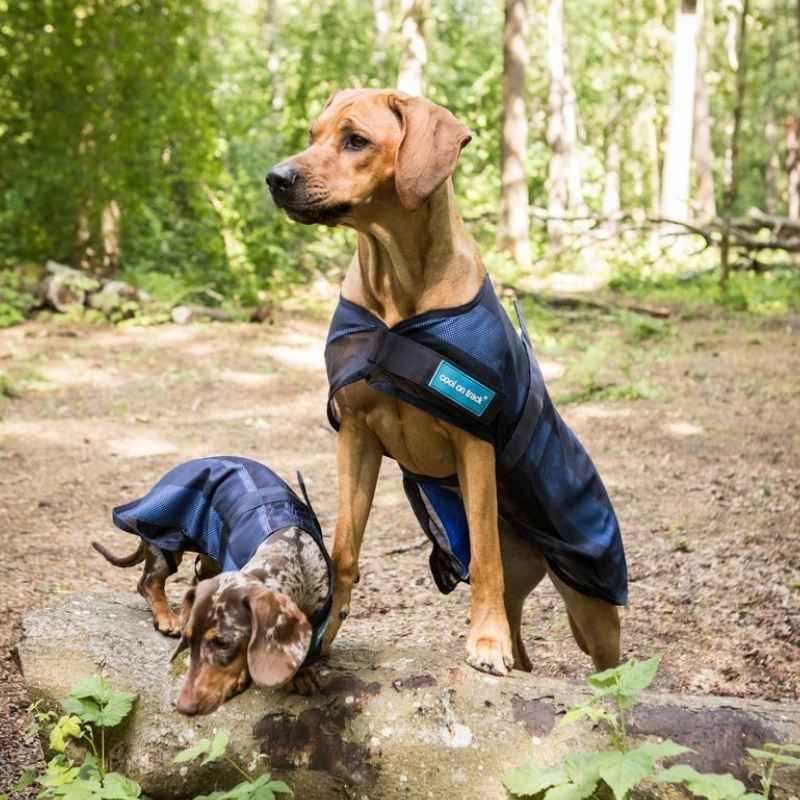 Kyltäcke Hund Cool on Track 2.0 Blå