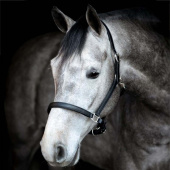 Lädergrimma Sabine HG Svart Lädergrimma Sabine HG Svart