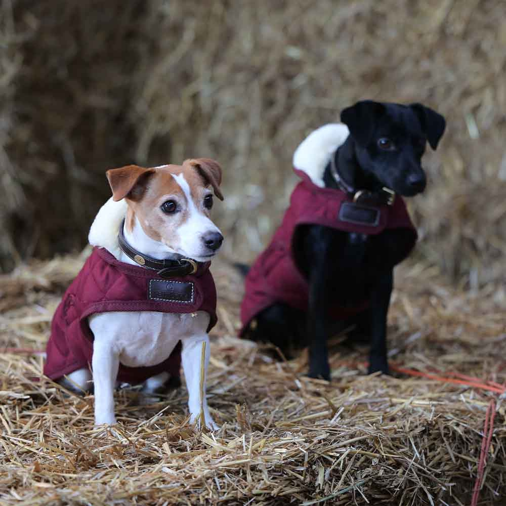 Hundtäcke Original Bordeaux