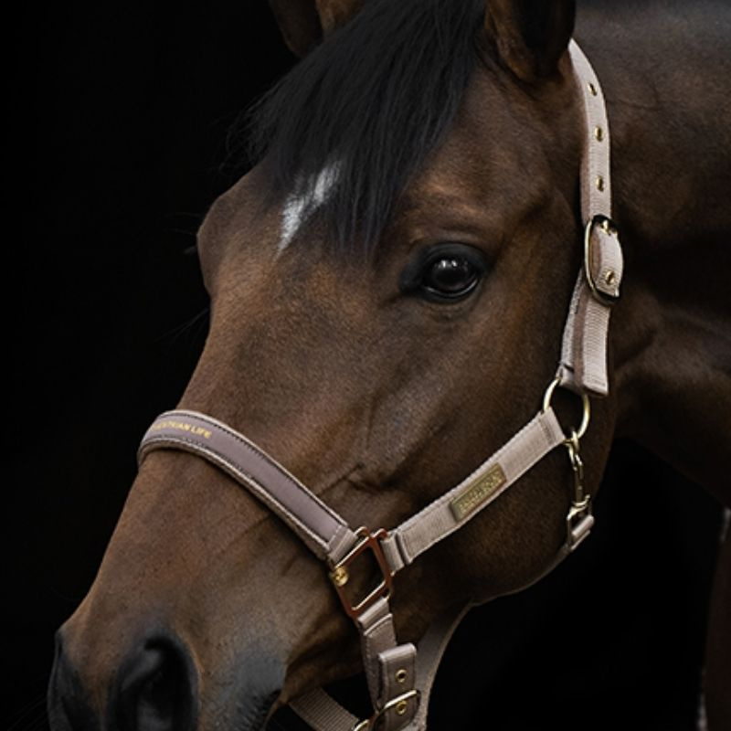 Grimma HS Equestrian Life Beige