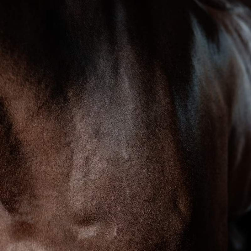 Pälsglans Super Shine Gloss Gel Almond 250ml