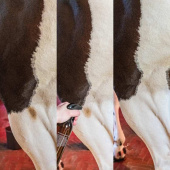 Torrschampo Green Spot & Dust Remover Almond 500ml Torrschampo Green Spot & Dust Remover Almond 500ml