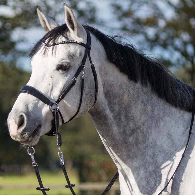 Bettlöst Träns Sunna Svart