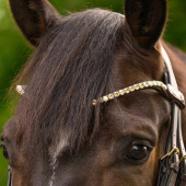Pannband Shine X-Line Brun/Toffee Pannband Shine X-Line Brun/Toffee