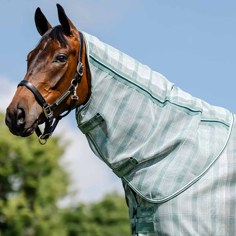 Hals Newmarket Witney Dynasty