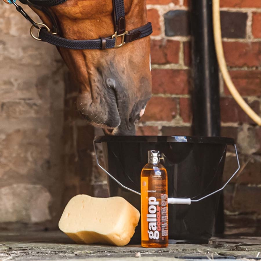 Schampo Gallop Colour Fux & Palomino 500ml