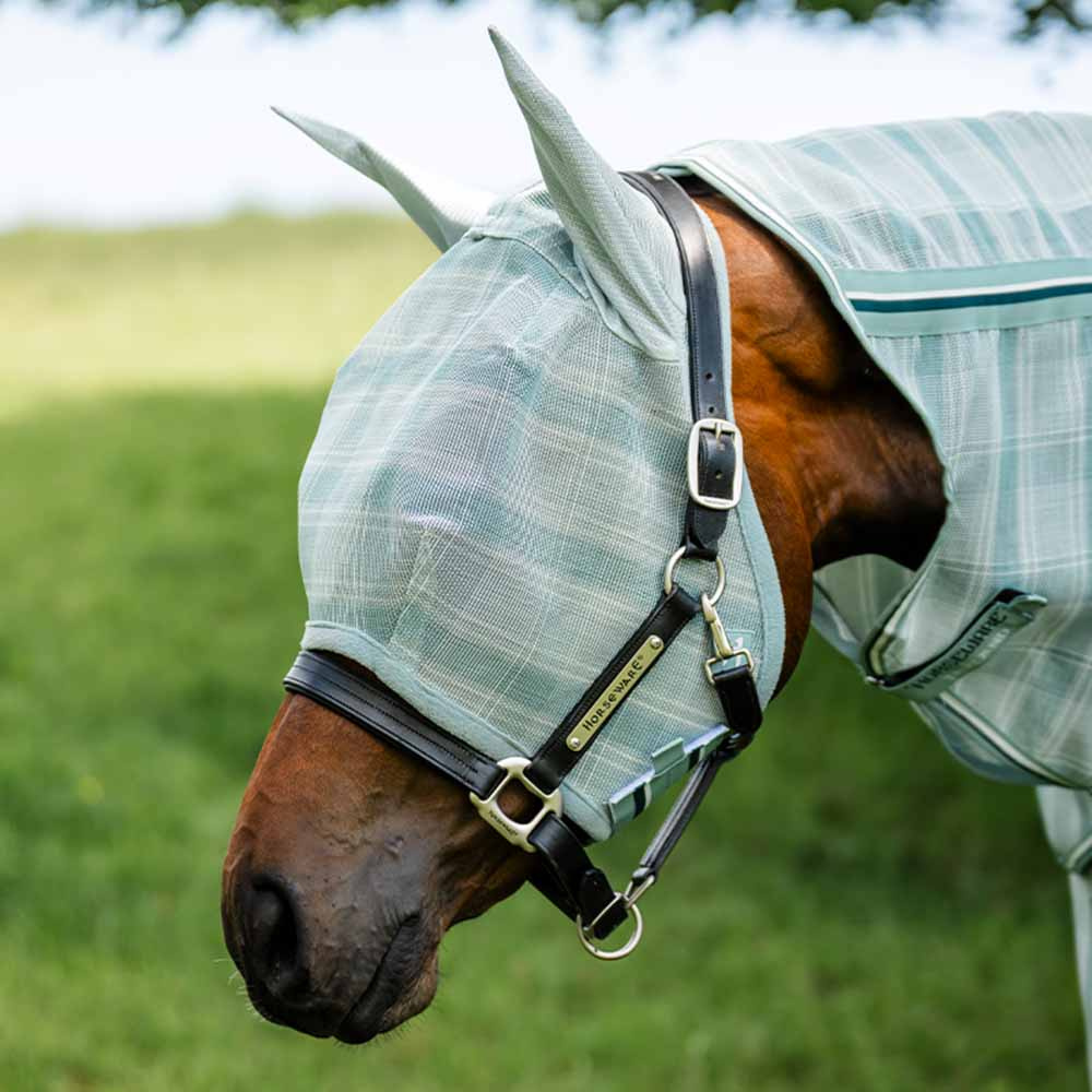 Flughuva Newmarket Witney Dynasty