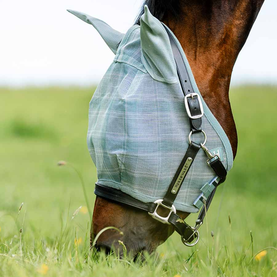 Flughuva Newmarket Witney Dynasty