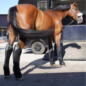 Transportsskydd Pro-Safe Rear Svart Transportsskydd Pro-Safe Rear Svart