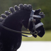 Träns Toy Pony Svart Träns Toy Pony Svart