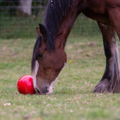 Godisboll Snak-a-Ball Nivå 2 Röd Godisboll Snak-a-Ball Nivå 2 Röd
