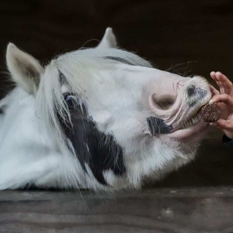 Hästgodis Stud Muffins 3st