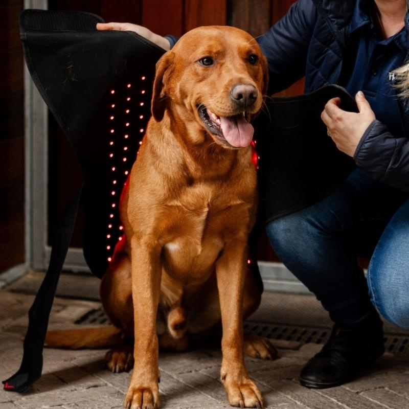 Terapitäcke Hund LED Red Light Therapy Svart 
