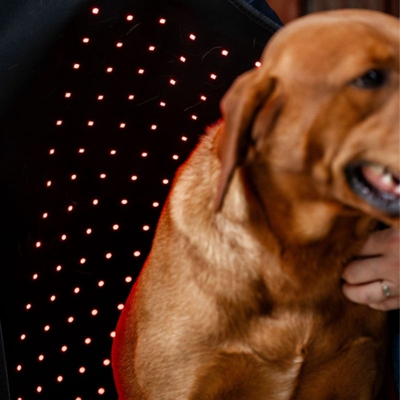 Terapitäcke Hund LED Red Light Therapy Svart 