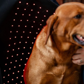Terapitäcke Hund LED Red Light Therapy Svart Terapitäcke Hund LED Red Light Therapy Svart