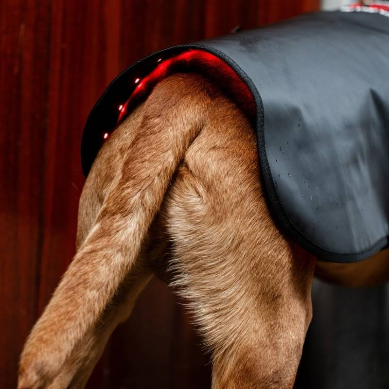 Terapitäcke Hund LED Red Light Therapy Svart 