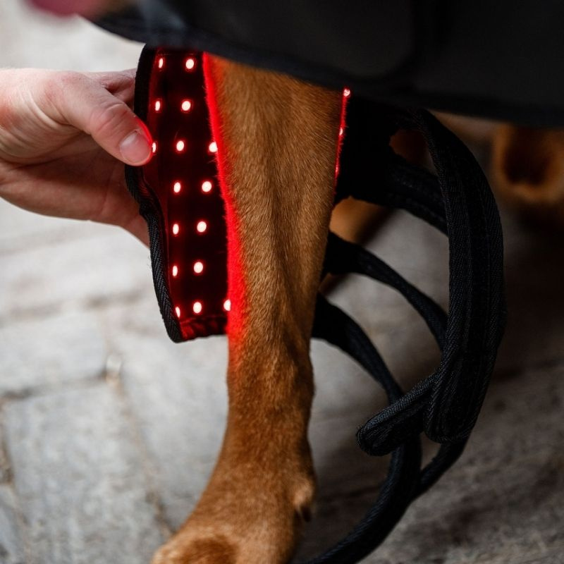 Terapibandage Hund LED Red Light Therapy Svart