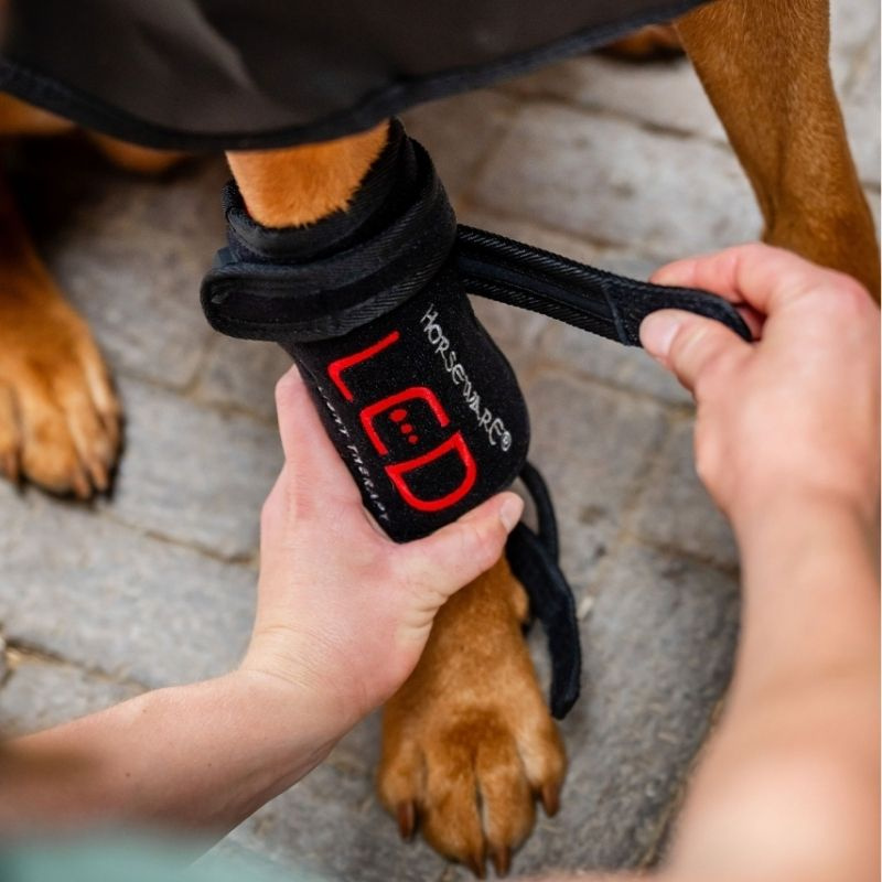 Terapibandage Hund LED Red Light Therapy Svart